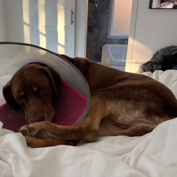 Meet your Posher, Maria - Picture 1 of 1